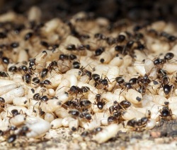 Αυγά μυρμηγκιών Lasius