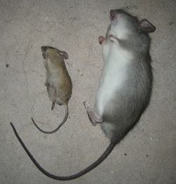Σύγκριση ποντικιού και αρουραίου