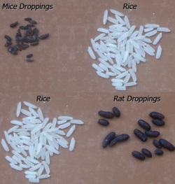 Σύγκριση περιττωμάτων ποντικιού και αρουραίου με κόκκους ρυζιού