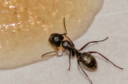 Μυρμήγκι τρώει gel απολύμανσης