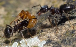 Μυρμήγκια Λάσιους (μαύρα) και Φαραώ (ξανθό)