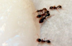 Μυρμήγκια τρώνε gel απολύμανσης