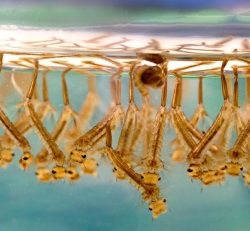 Προνύμφες κουνουπιών στο νερό
