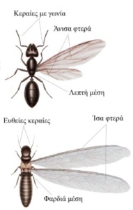 Σύγκριση μυρμηγκιού και τερμίτη