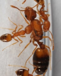 Βασίλισσα και εργάτες μυρμηγκιών Φαραώ