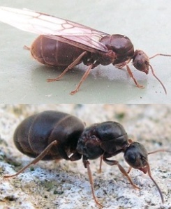 Βασίλισσα μυρμηγκιών Lasius με φτερά και χωρίς (γονιμοποιημένη)