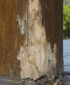 Ζημιά τερμιτών σε ξύλο