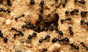 Μυρμήγκια Λάσιους