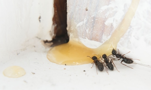 Μυρμήγκια τρώνε τζελ