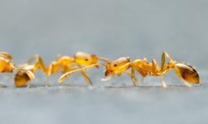 Μυρμήγκια Φαραώ
