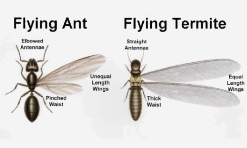 Διαφορές μυρμηγκιού και τερμίτη