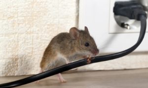 Οικιακό ποντίκι τρώει καλώδιο