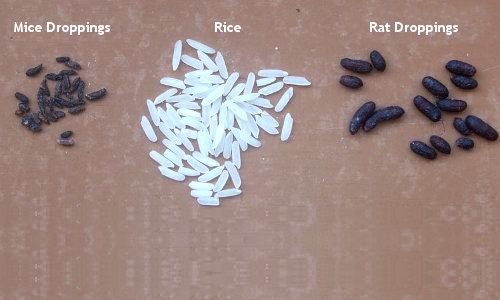 Περιττώματα δίπλα σε ρύζι