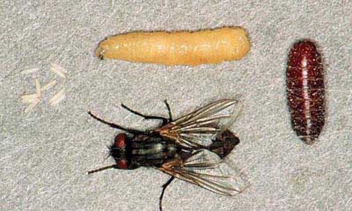Στάδια εξέλιξης μύγας